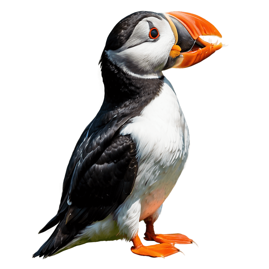 Puffin Eating Fish PNG 06292024