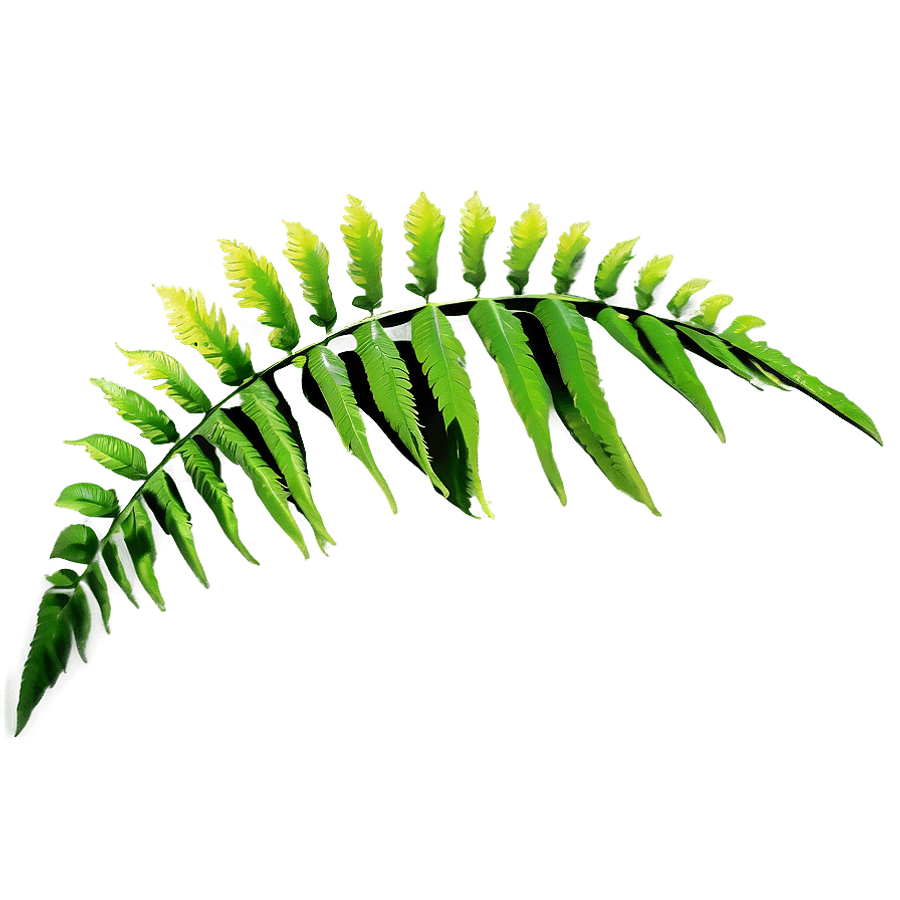 Fern Leaf Zen Garden PNG 06282024