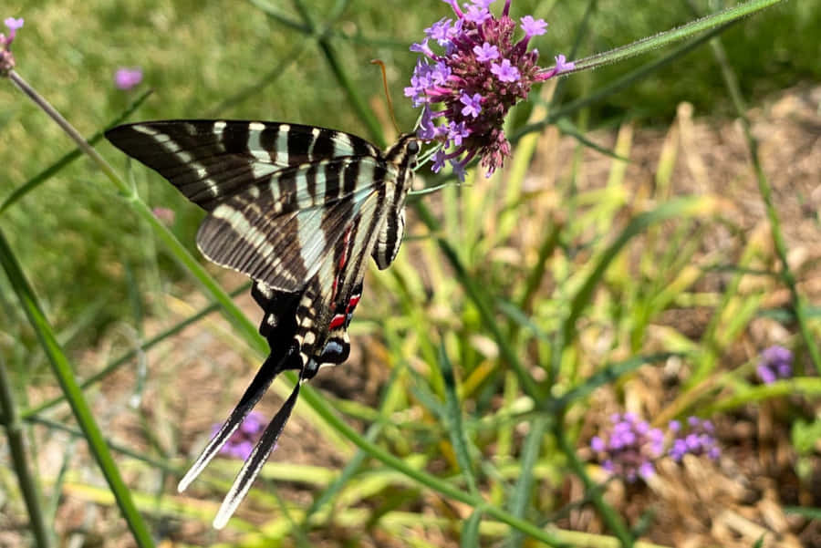 Zebra-Schwalbenschwanz-Schmetterling auf Blume