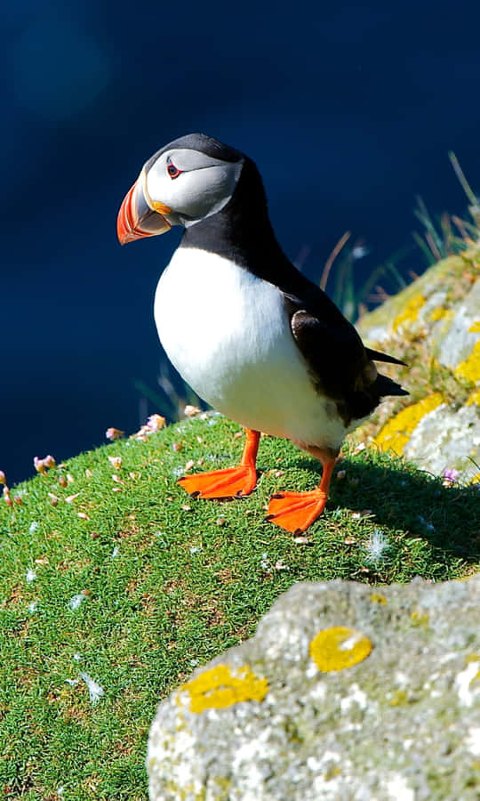Puffin Atlântico em Penhasco Costeiro