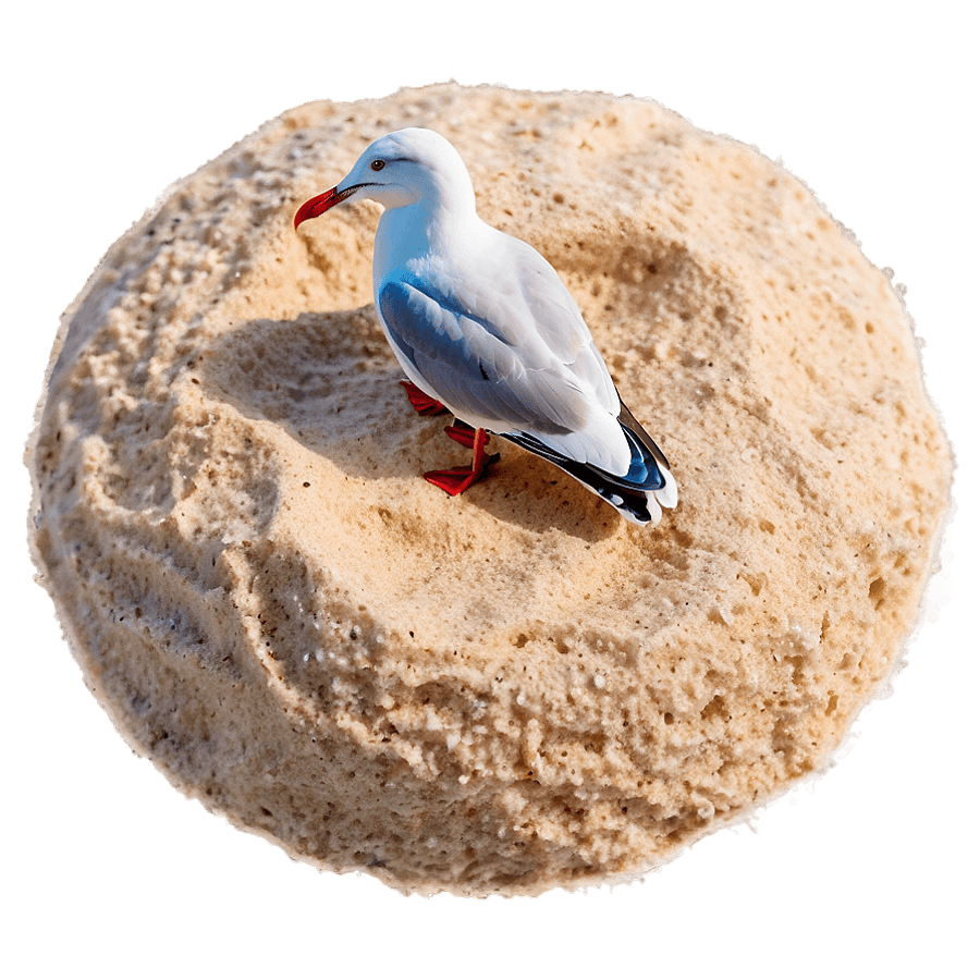 Beach Sand with Seagull PNG pgv53
