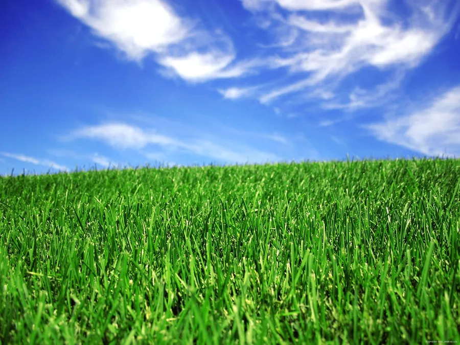 Green Grass Pictures