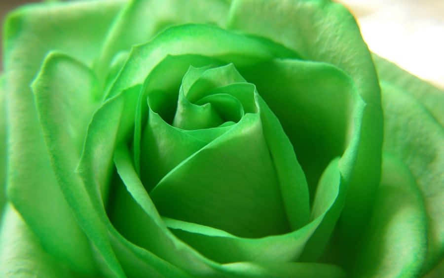 umclose-up de uma rosa verde