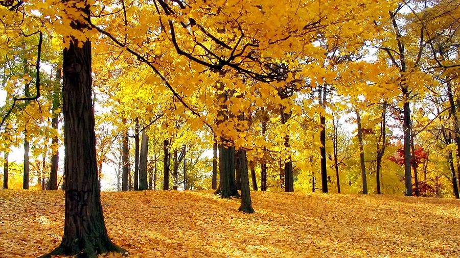trees