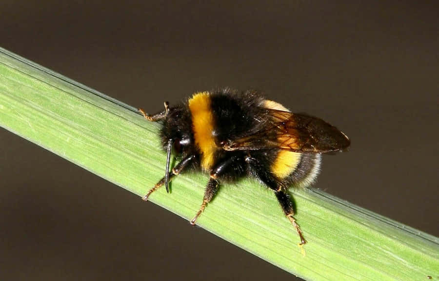 Rotrückige Hummel auf Grasblatt