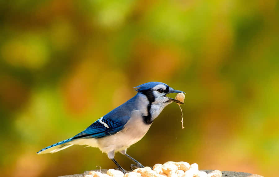 EineBlauhäher thronte auf einem Ast in seiner natürlichen Umgebung.