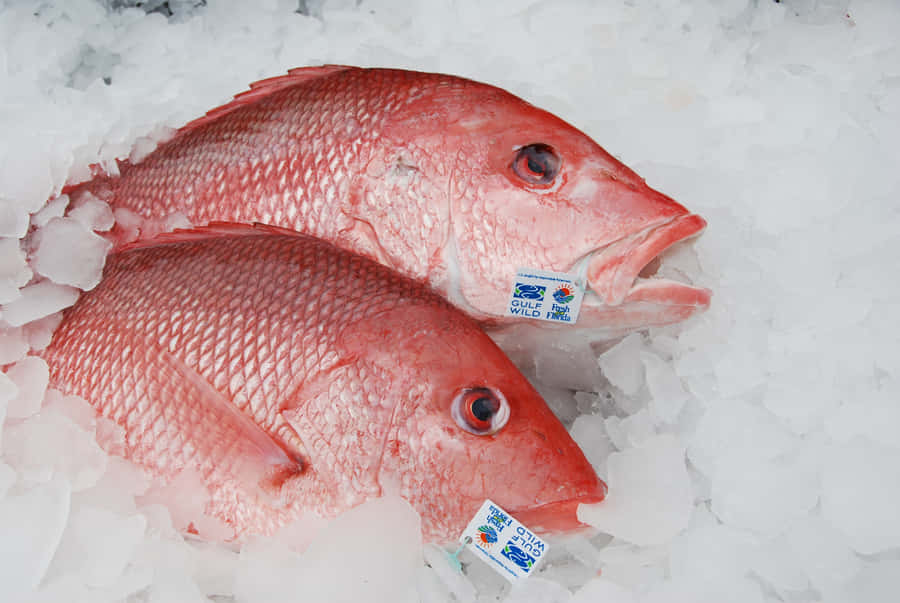 Pesce Perca Rosso Fresco su Ghiaccio