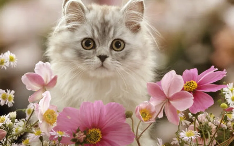 Kitty pictures