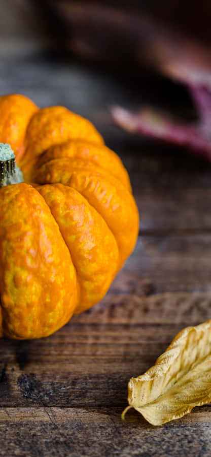 Herbst Kürbis Nahaufnahme
