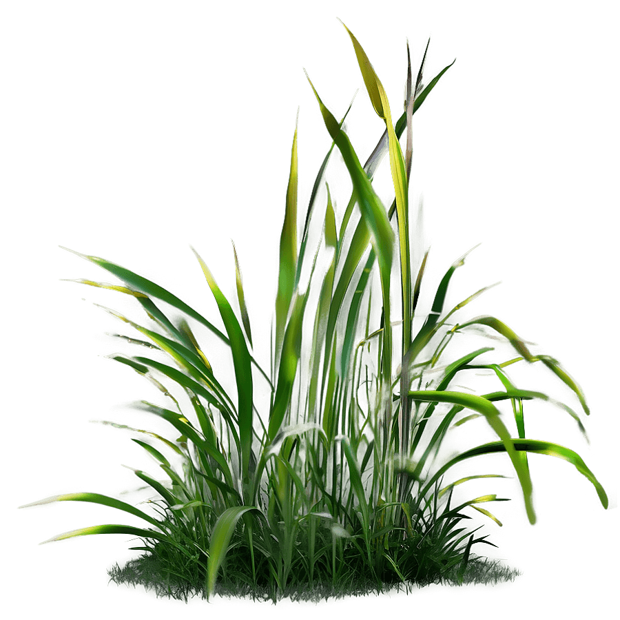 Dewy Tall Grass PNG 05252024
