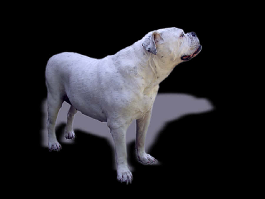 White Bulldog Profile Black Background