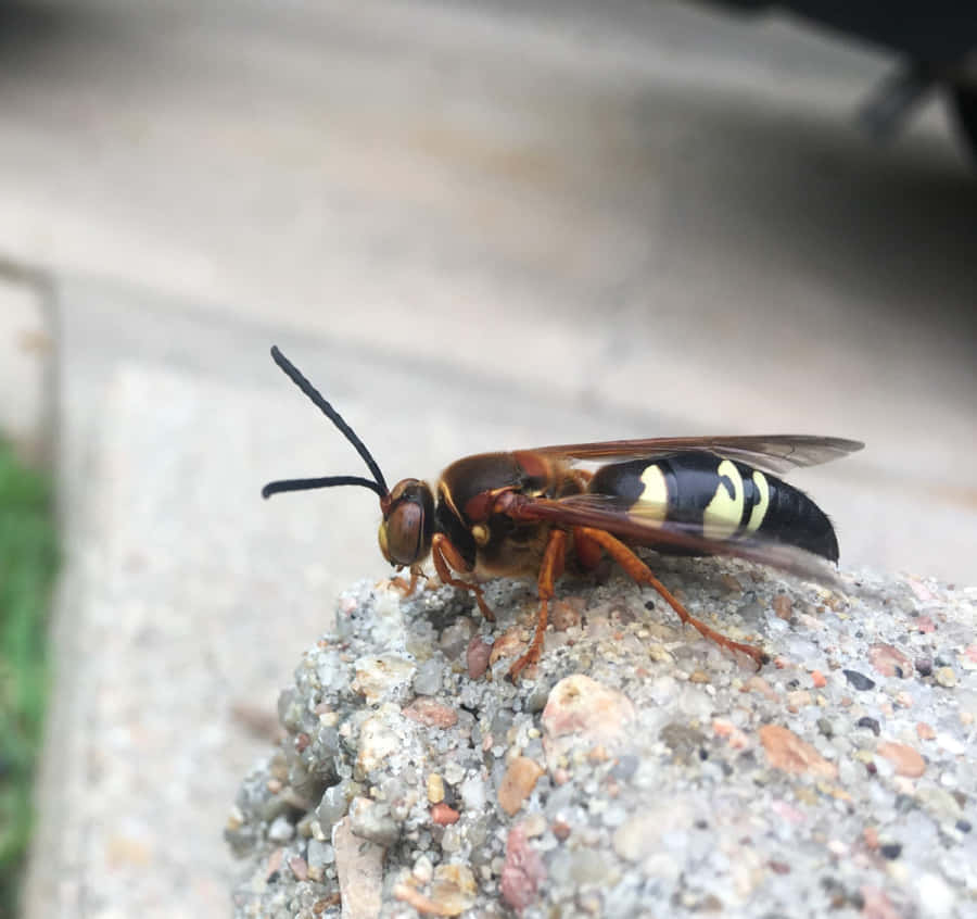 Zikadenkiller Wespe auf Felsen
