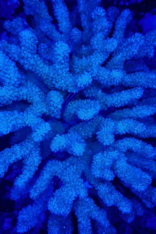 Blue Pattern Background