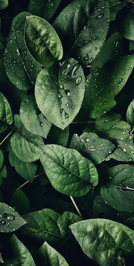 Tropical Iphone
