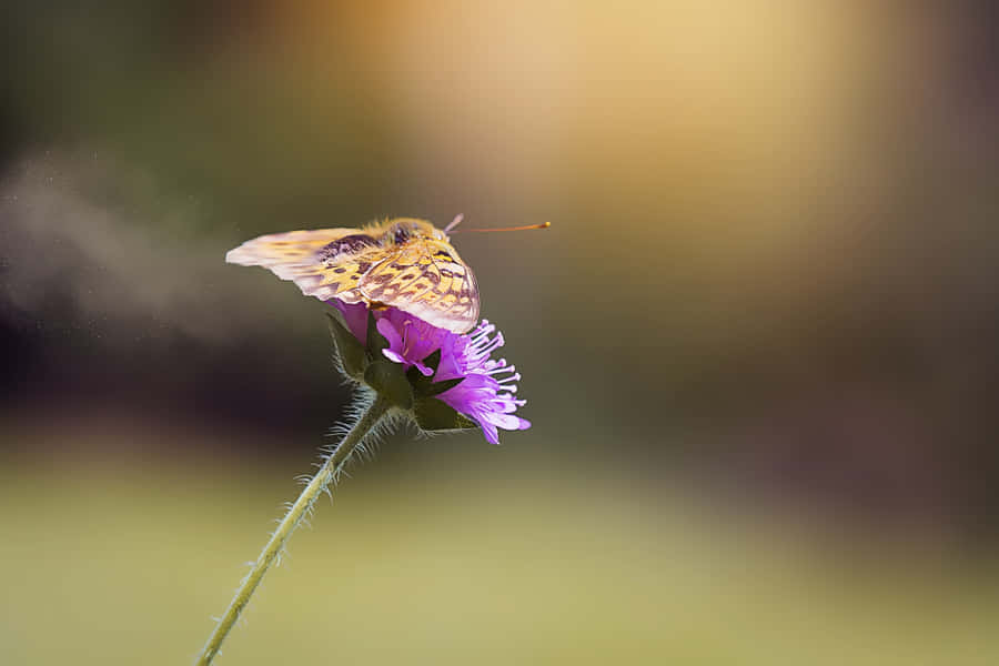 Fritillaria Schmetterling auf lila Blume