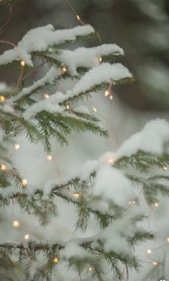 Schneebedeckte Kiefernbäume mit funkelnden Lichtern