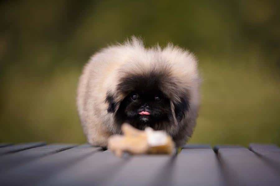 Tokongelige og loyale Pekingese hunde.