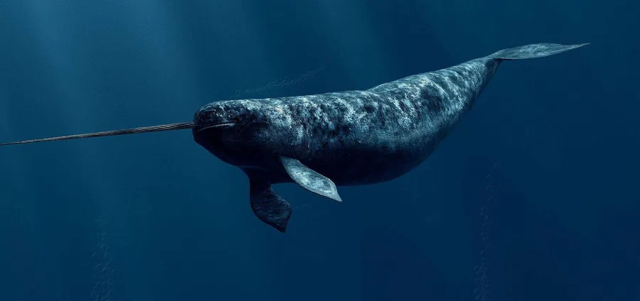 Narwhal background
