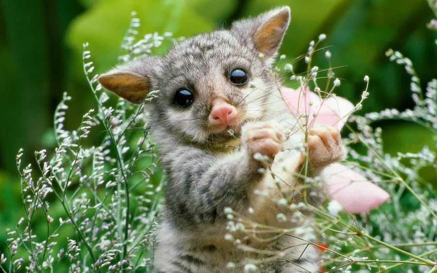 Baby Animals background