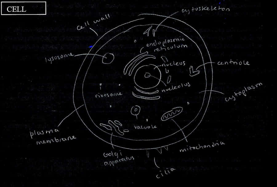 Diagramade Célula Com Rótulos - Imagem de Biologia