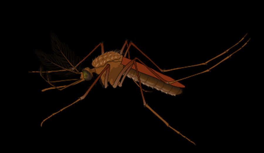 Mosquito Digital Artwork