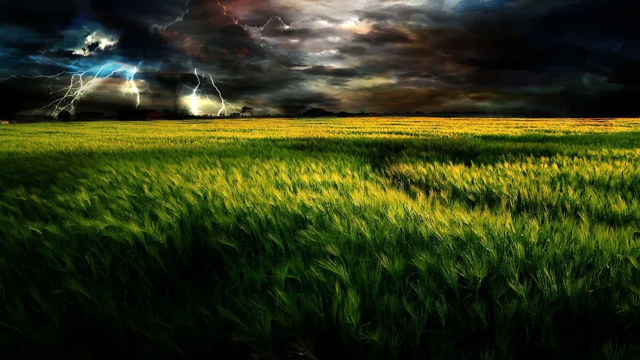 Grassy Background