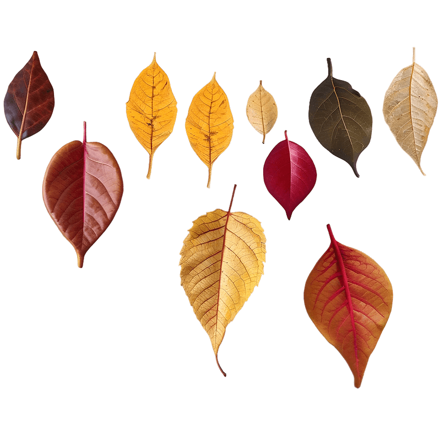 Fallen Leaves Underfoot PNG 55
