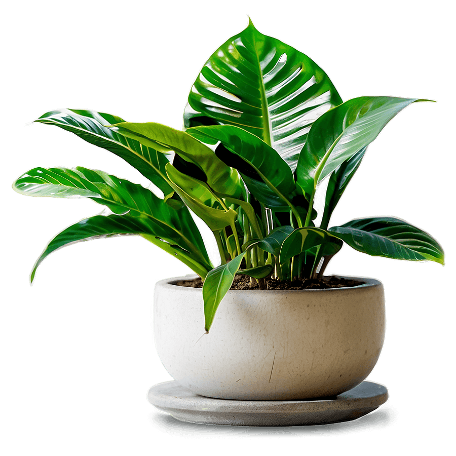 Zen House Plant PNG 40