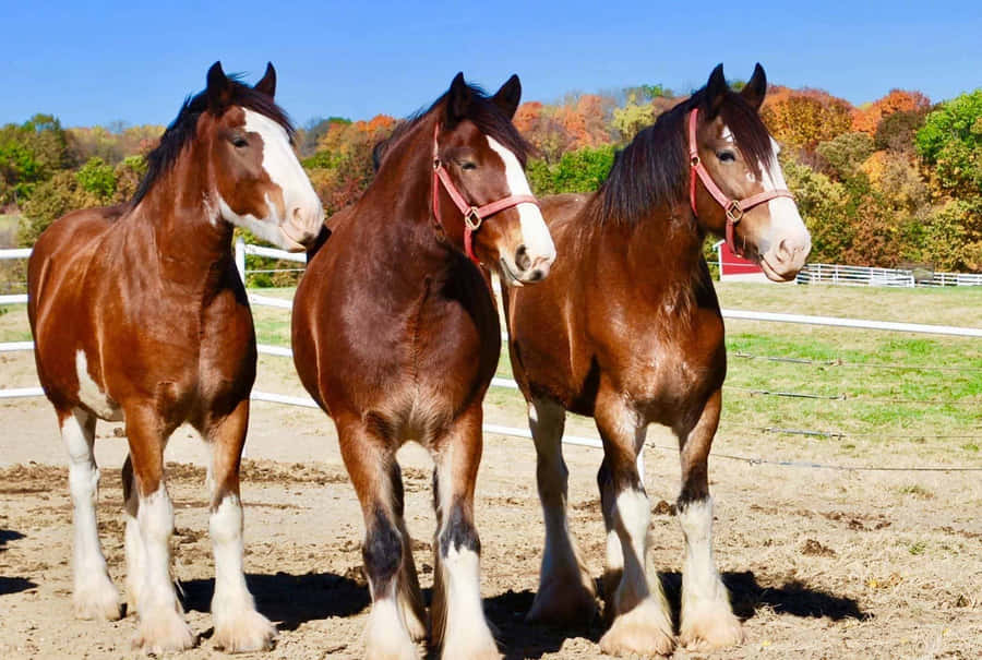 Clydesdale Horse Pictures 2048 x 1376