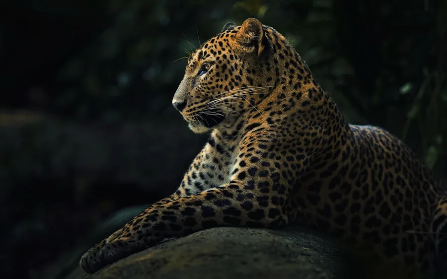 Leopard Background