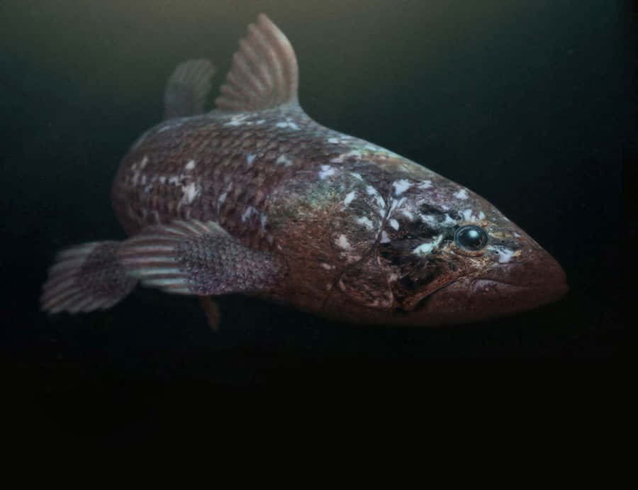 Fóssil Vivo Coelacanto Subaquático