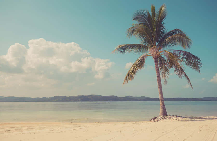 Vintage Palm Beach Serenity.jpg