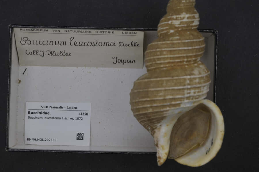 Buccinum Leucostoma Exemplar