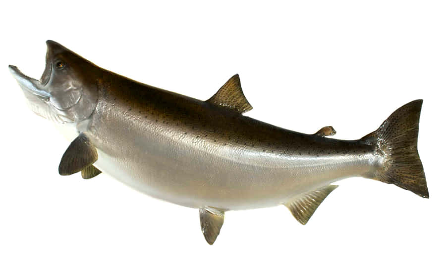 Chinook Laks Isoleret på Hvid