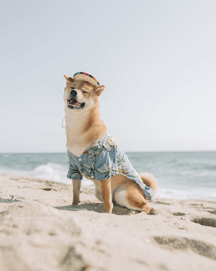 Strandhatt5122 x 6402 bakgrundsbild
