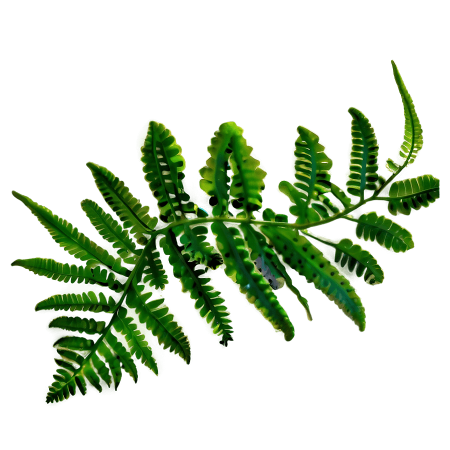 Fresh Fern PNG 8