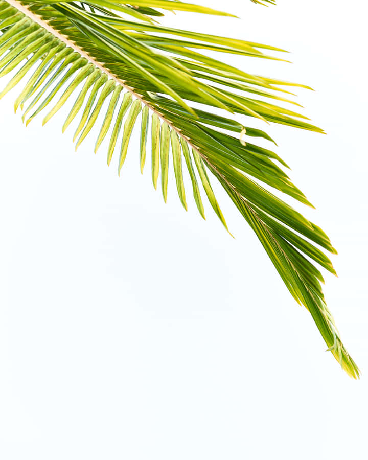 "Einewunderschöne Wand aus Palmenblättern in Hawaii"