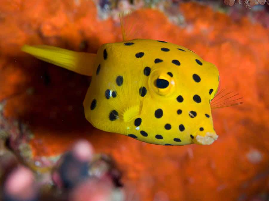 Gelber Boxfisch Unterwasser