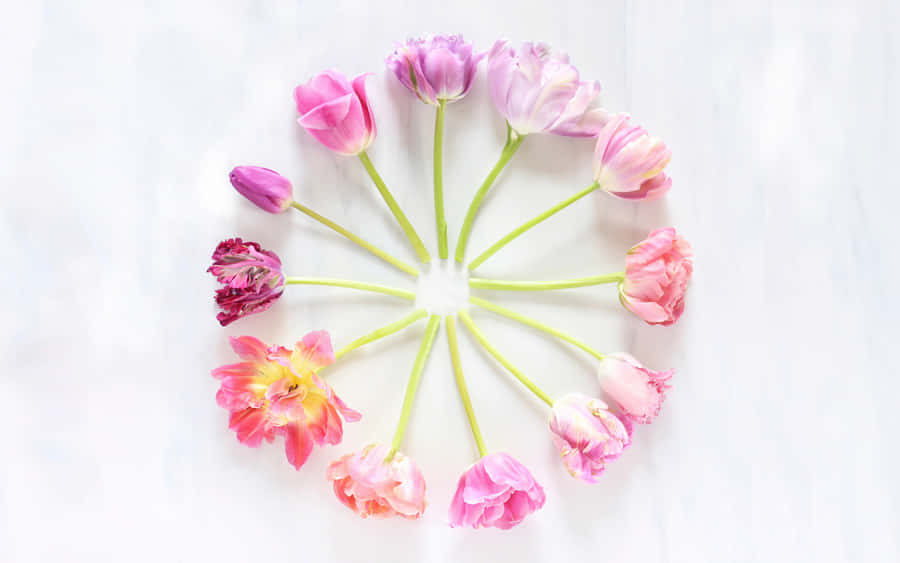 Kreisförmige Tulpenanordnung von oben