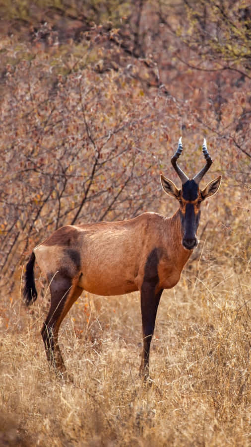 Hartebeest in Piedi nella Savana