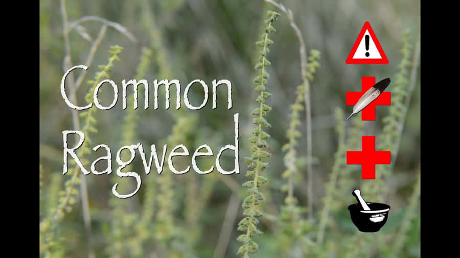 Ragweed-billeder 1280 x 720