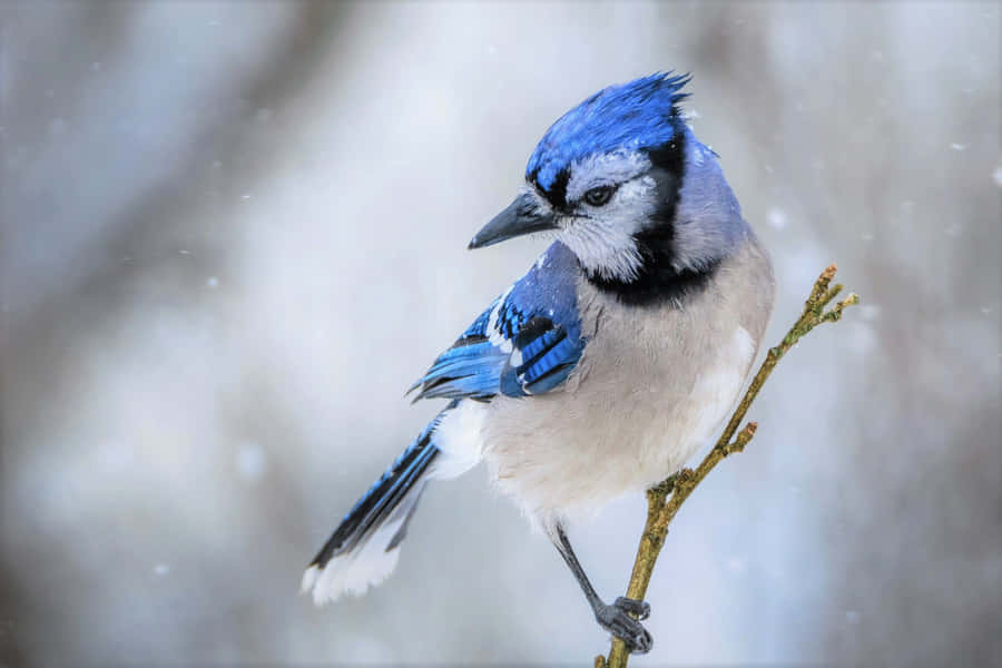 BlauerEichelhäher, der in einem friedlichen Himmel fliegt.