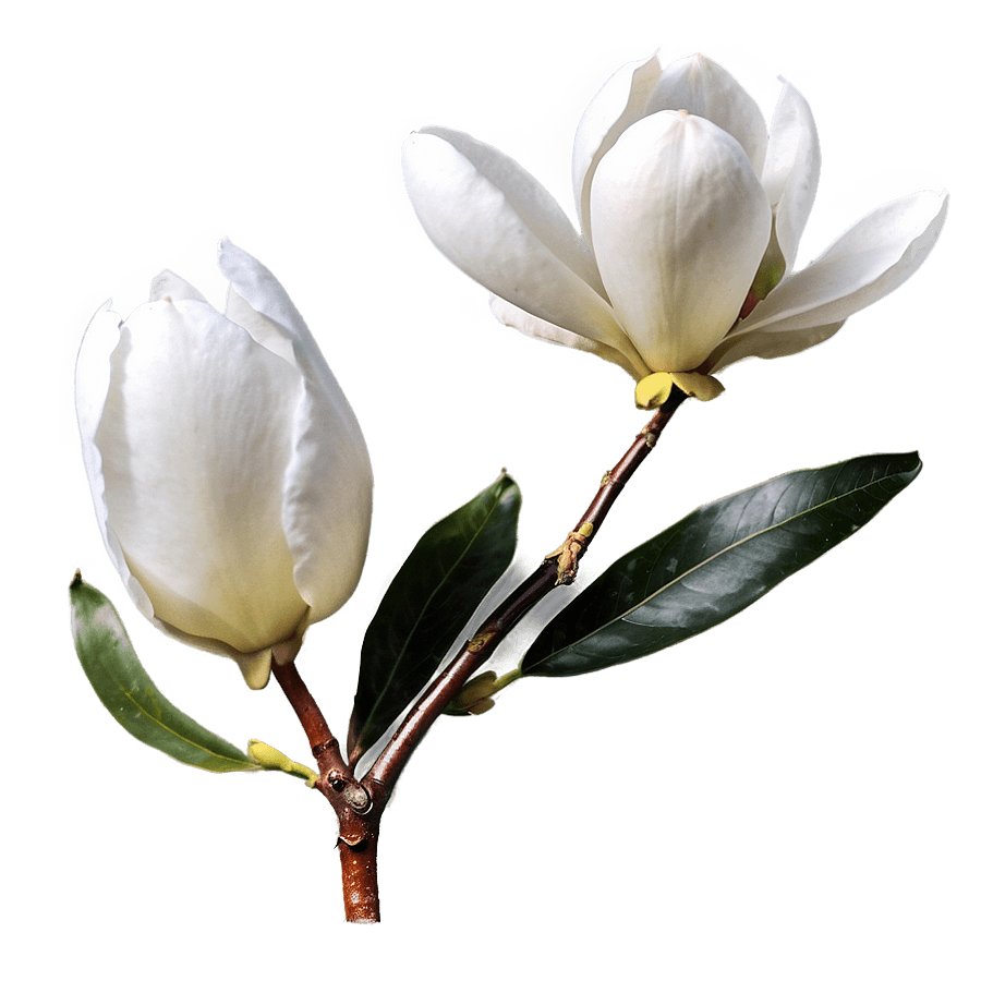 Majestic Magnolia PNG 05252024