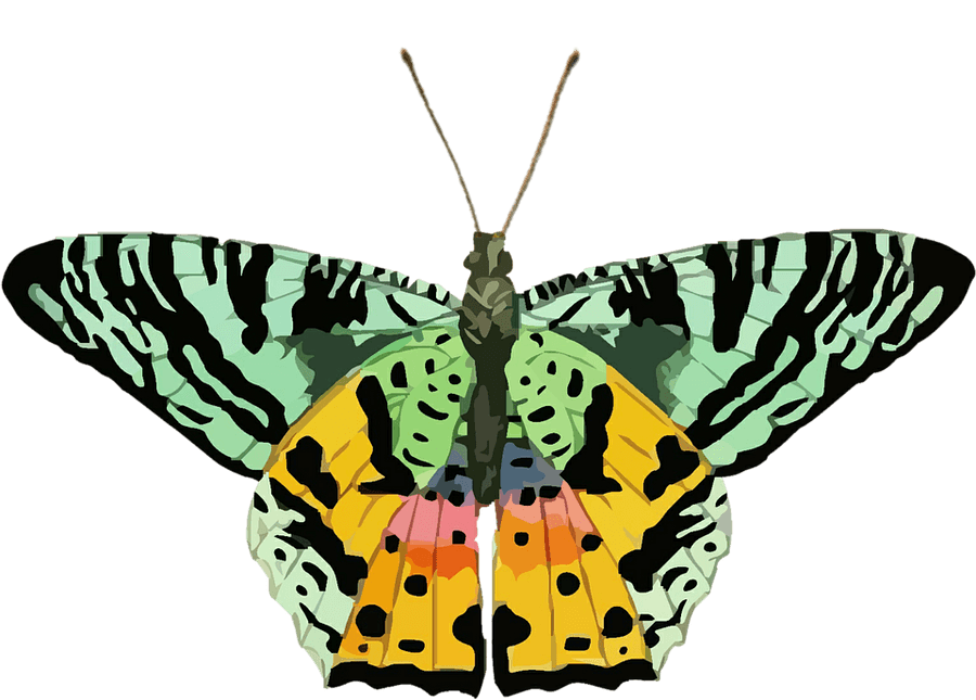 Colorful Butterfly Illustration