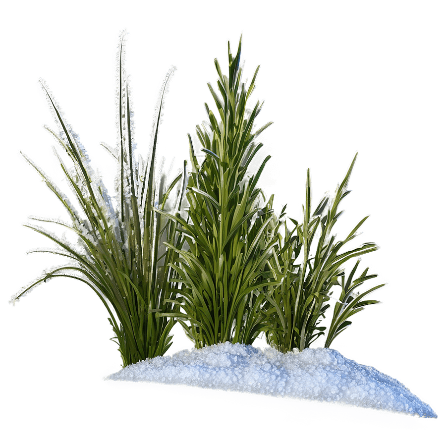 Frosty Wild Grass PNG 71