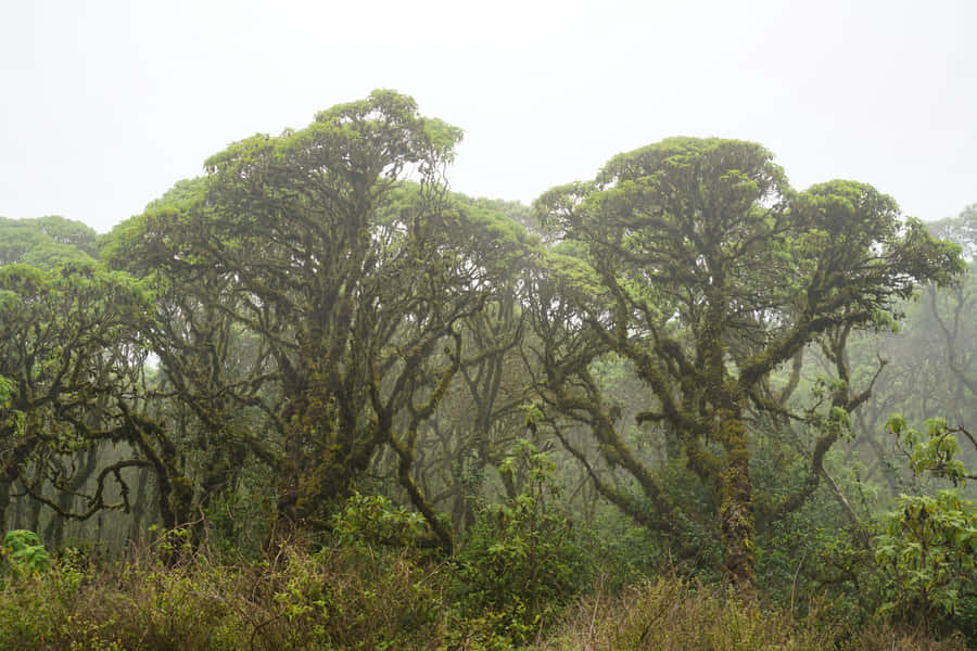 Galapagos Tåkete Skog Scene