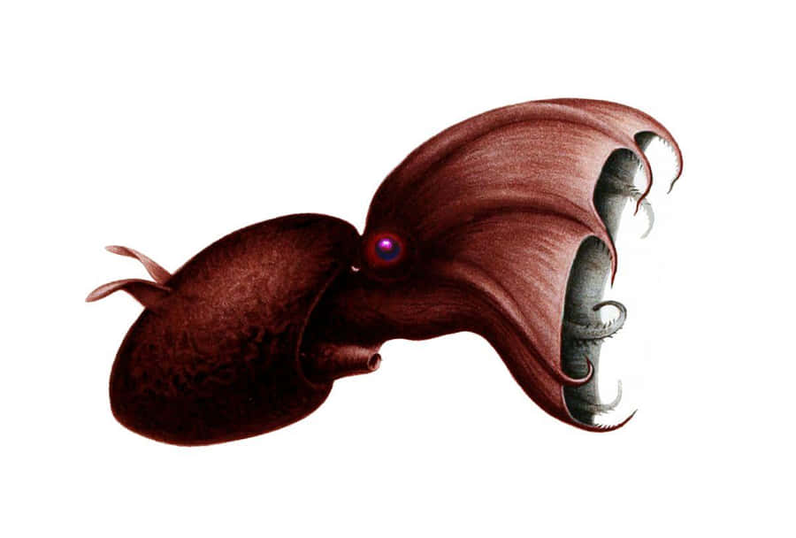 Vampir-Tintenfisch Illustration