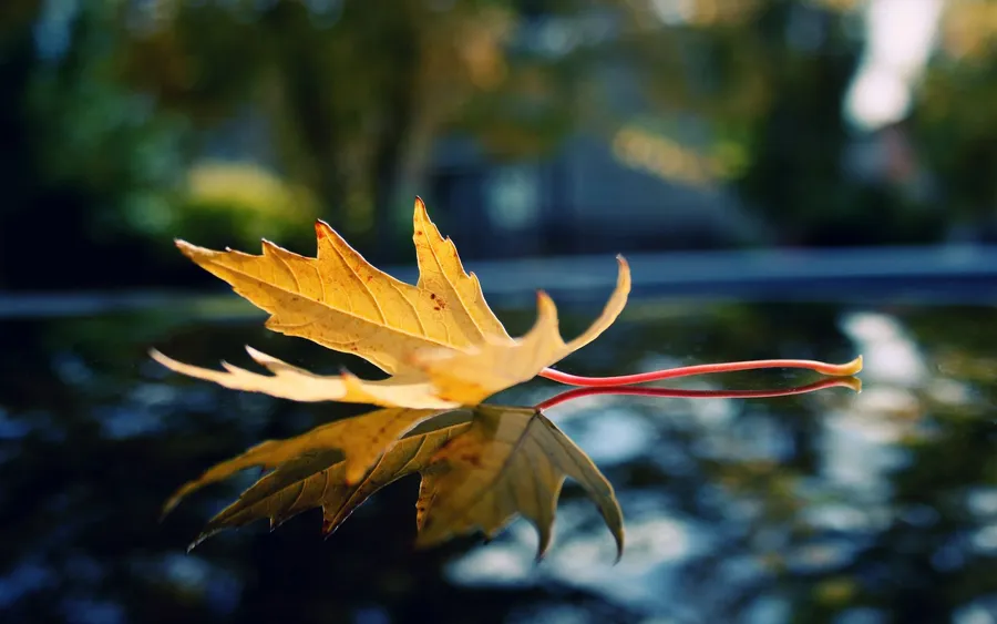 Free Background