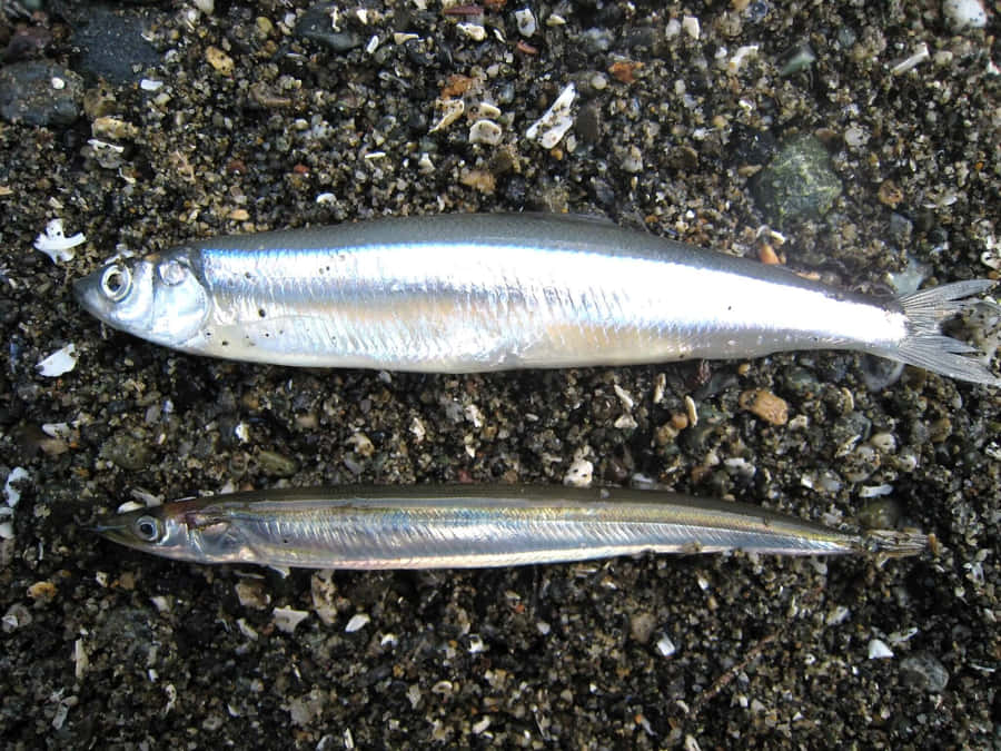 Due Pesci Smelt sulla Spiaggia