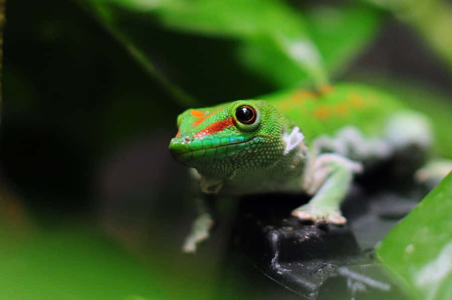 Gecko Vert Vibrant